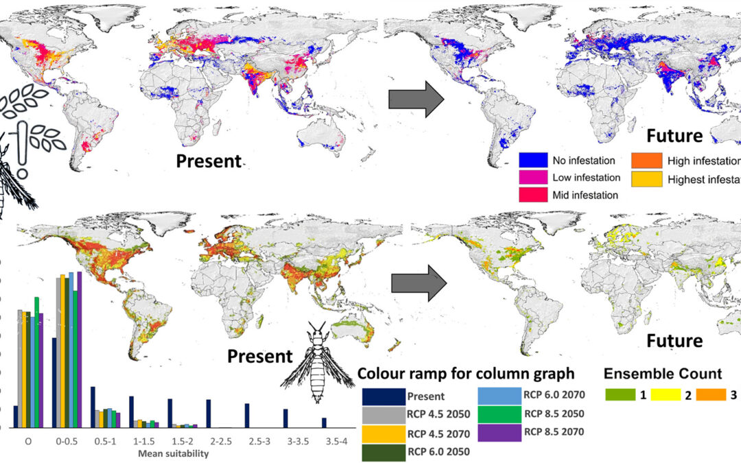 ¿Una maldición o una bendición? Una perspectiva contraintuitiva sobre la infestación global de trips bajo el contexto de cambio climático y sus implicaciones para la economía agrícola (Science Direct)