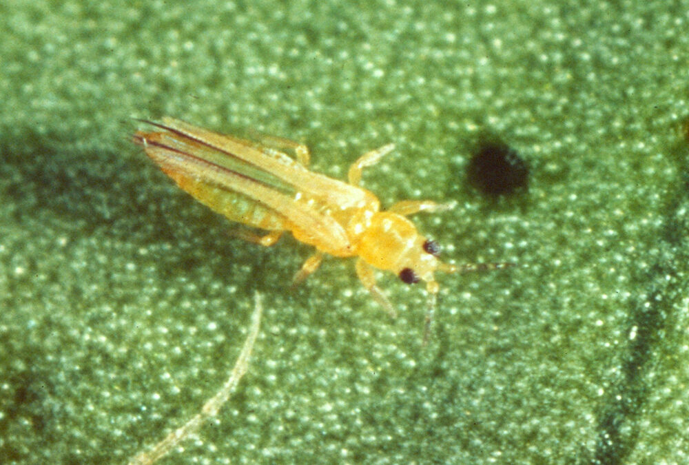 El IVIA impulsa una estrategia para combatir el ‘scirtothrips’ en todas las etapas de crecimiento de los cítricos (IVIA)