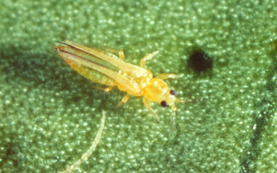 El IVIA impulsa una estrategia para combatir el ‘scirtothrips’ en todas las etapas de crecimiento de los cítricos (IVIA)