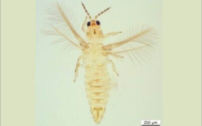 Primer hallazgo de Scirtothrips aurantii en suelo holandés (NVWA)