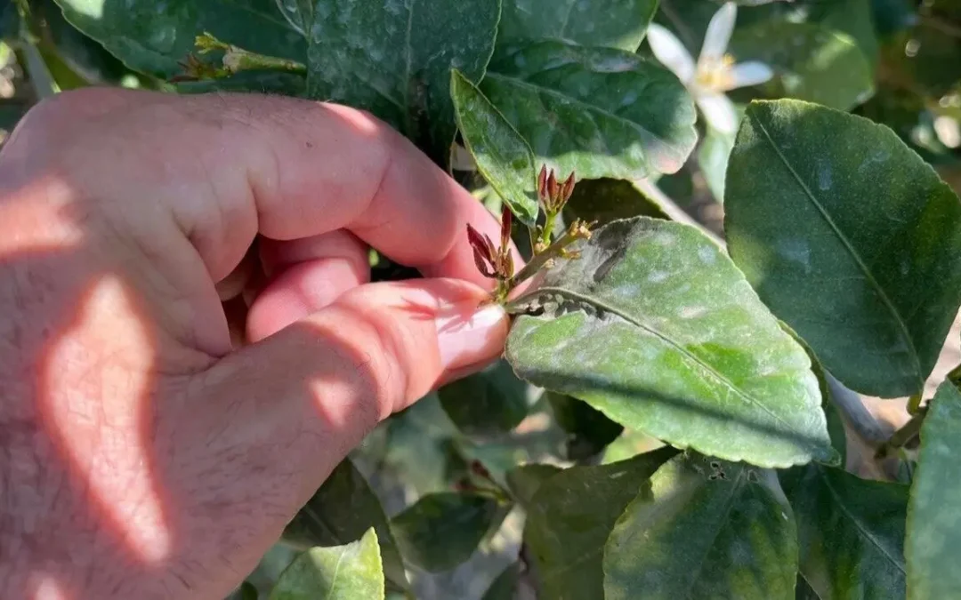 Murcia: Plaga de Trips Amenaza con Devastar la Industria Citrícola