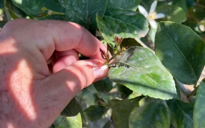 Murcia: Plaga de Trips Amenaza con Devastar la Industria Citrícola