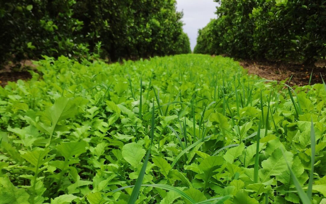 Las cubiertas vegetales en cítricos no favorecen la proliferación de trips, según el IVIA