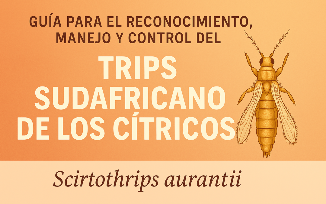Guía para el control del trips sudafricano (Scirtothrips aurantii) en cítricos: detección, manejo y tratamientos (SERVIFAPA)