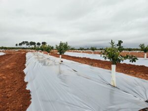 Cubiertas plásticas metalizadas: una estrategia innovadora contra plagas en cítricos